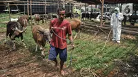 Pekerja membawa salah seekor sapi yang akan menjalani pemeriksaan kesehatan di salah satu lapak hewan kurban di Jalan Pangeran Antasari, Jakarta Selatan, Selasa (30/5/2023). (merdeka.com/Iqbal S. Nugroho)