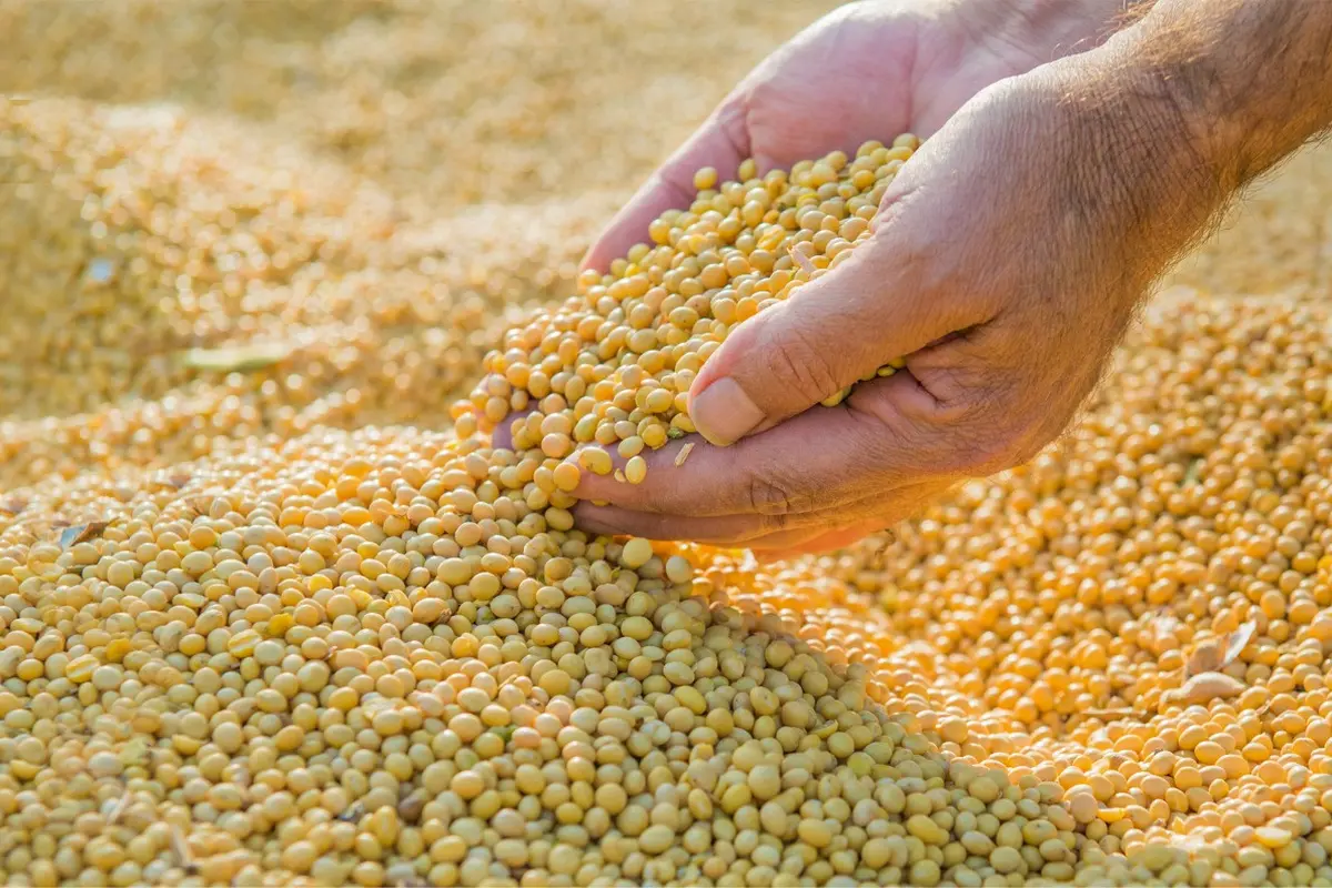 Importir kedelai Amerika Serikat kini akan menerima sertifikat Protokol Jaminan Keberlanjutan Kedelai (Soy Sustainability Assurance Protocol / SSAP)