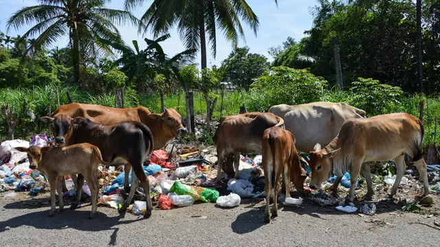 Sapi Pemakan Sampah
