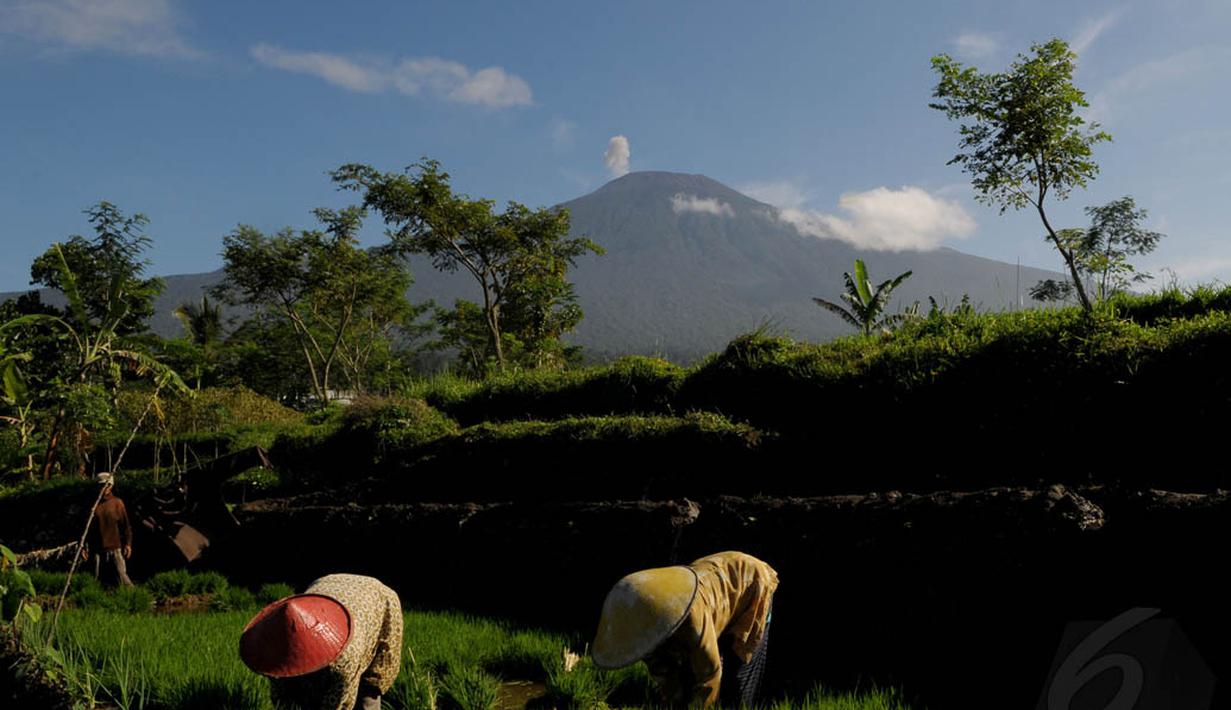 Sejumlah warga terlihat melakukan aktivitas bertani di Desa Karang Salam Kecamatan Baturraden, yang merupakan bagian Selatan dari Gunung Slamet, Jawa Tengah (Liputan6.com /Andrian Martinus Tunay)