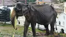 Gajah kurus bernama Tikiri memakan tumbuh-tumbuhan di Kuil Gigi, Kandy, Sri Lanka, Selasa (13/8/2019). Kondisi gajah berumur 70 tahun ini sangat miris dan rapuh. (STR/AFP)