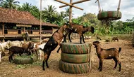 7 Ide Kreatif Memanfaatkan Ban Bekas untuk Kandang dan Ternak, Lengkap Cara Buatnya