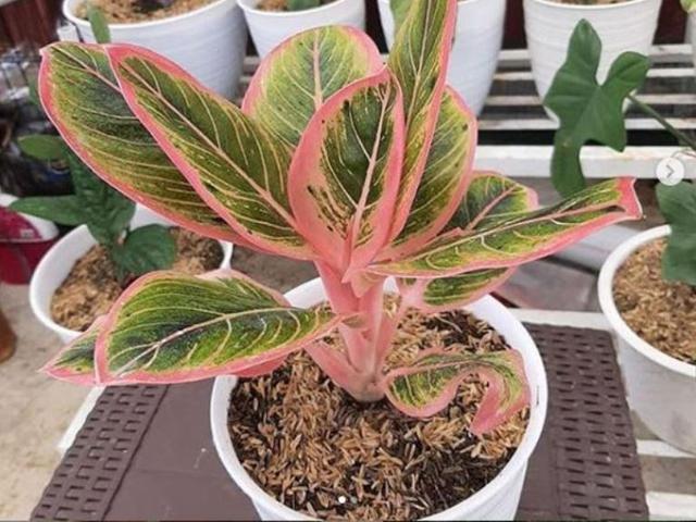 Lagi Hits Ini 6 Tips Merawat Tanaman Hias Aglonema Citizen6 Liputan6 Com