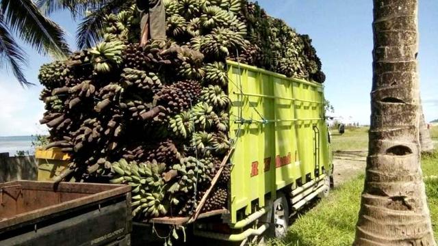 Rusak Parah Jalan Raya Pulau Enggano Seperti Kubangan Kerbau