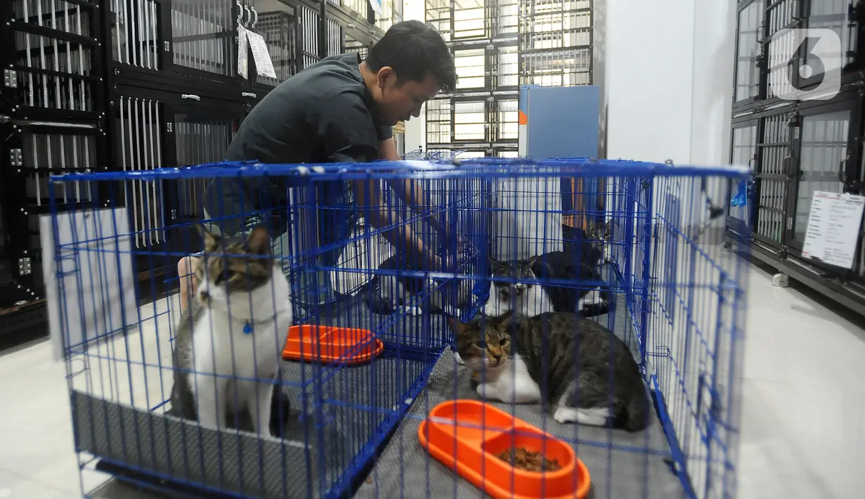 Jelang lebaran 2024, tempat penitipan mulai dipenuhi oleh kucing-kucing milik warga yang dititipkan. (merdeka.com/Arie Basuki)