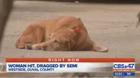 Anjing Ini Terus Berbaring di Lokasi Majikannya Tertabrak Truk