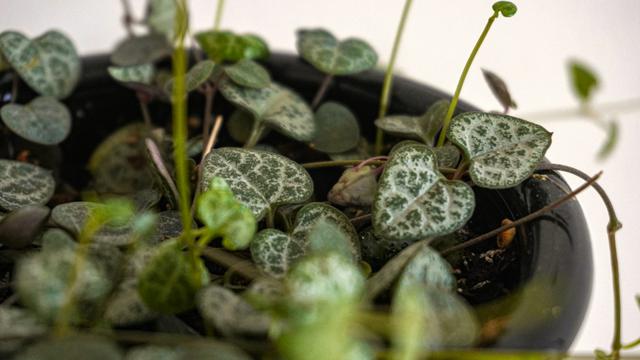 Ilustrasi tanaman hias string of hearts atau Ceropegia woodii