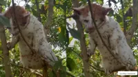 Kasihan, Kucing Ini Dikerubungi Semut Merah saat Panjat Pohon Hindari Anjing