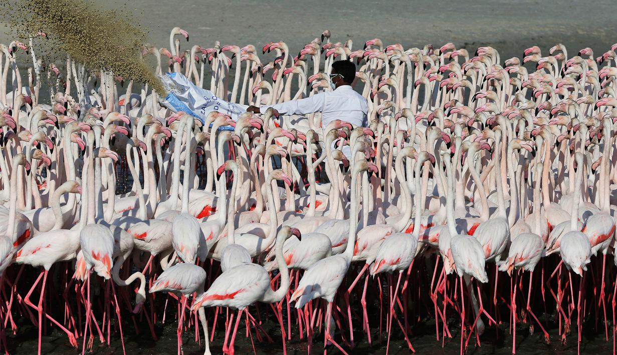 Фламинго в Дубае. Заповедник Фламинго в Дубае. Заповедник ras al Khor. Заповедник розовых Фламинго в Дубае. Рас аль хор