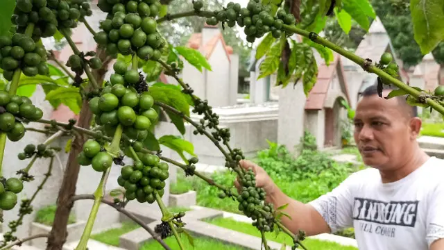 Cerita di balik Kebun Kopi Tulang di Kuburan Belanda