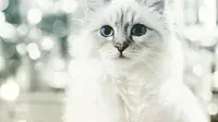 Kucing Peliharaan Ini Mampu Cetak Duit Rp 55 Miliar Setahun
