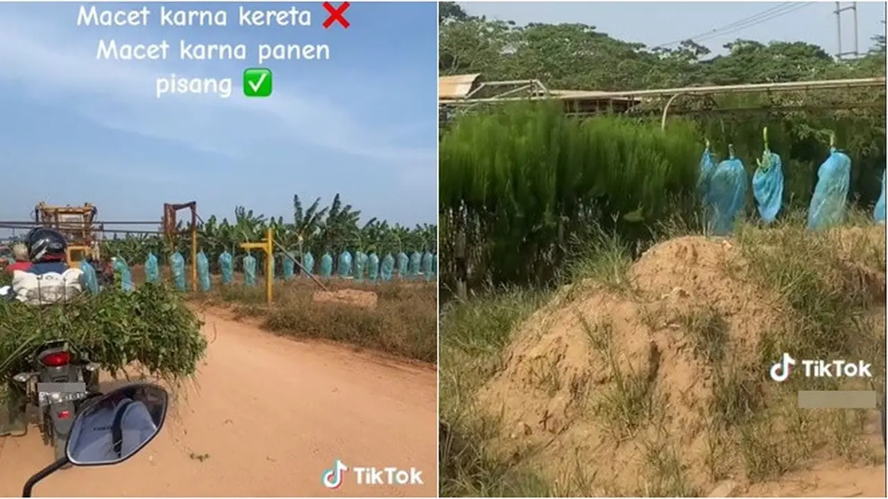Viral Panen Pisang Unik Sampai Bikin Macet Jalan, Panjang Banget Bak Kereta