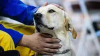 Anjing labrador emas, Tie Hsiung, yang menyelamatkan korban terjebak puing pasca-gempa bumi di Taiwan. (AFP)
