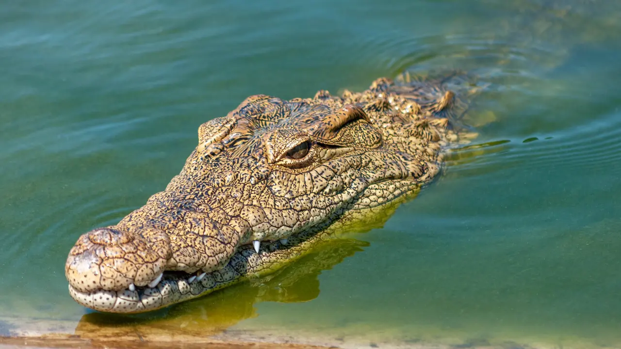 buaya