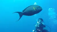 Tulamben, Spot Diving Terbaru di Bali yang Memukau