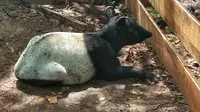 Tapir yang pernah dievakuasi BBKSDA Riau karena terjerat di kebun masyarakat. (Liputan6.com/M Syukur)