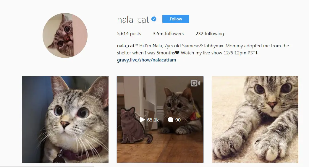 	Akun Instagram @nala_cat (Sumber: Instagram @nala_cat)