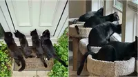 6 Potret Geng Kucing Lagi Kepo Tetangga, Kompak Melongok Pintu dan Jendela