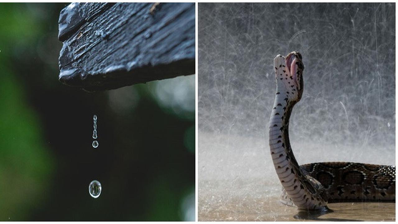 6 Jepretan Detail Rintik Hujan Ini Unik, Tetesan Air Manjakan Mata