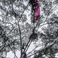 Seorang siswi paralayang tersangkut di atas pohon saat latihan di Paralayang Bukit Gantole Puncak, Cisarua, Kabupaten Bogor, Kamis (25/11/2021). (Liputan6.com/ Achmad Sudarno