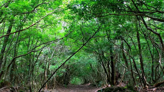 Hutan Aokigahara, Jepang