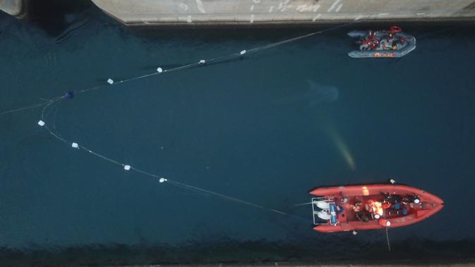 Tim gabungan melakukan proses evakuasi hiu paus yang terjebak di salah satu kanal atau saluran air pendingin Pembangkit Listrik Tenaga Uap (PLTU) Paiton, Probolinggo, 17 September 2019. Hiu paus berukuran sekitar 4 meter itu berada di dalam kanal berkedalaman 8 meter. (Liputan6.com/Pool/Humas PLN)