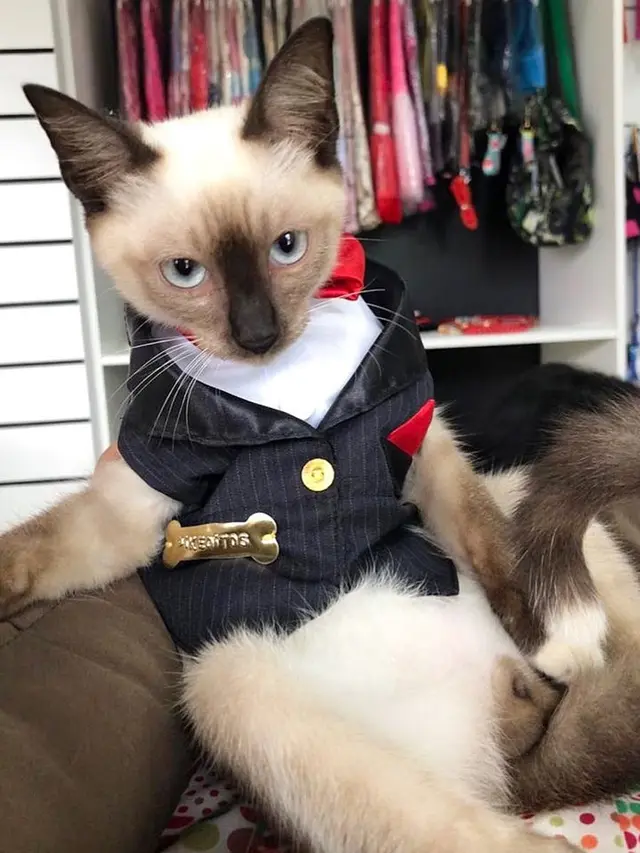 6 Potret Lucu Leon Avogato, Kucing Liar yang Jadi Karyawan di Firma Hukum