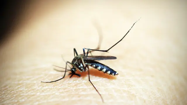 Cara Mencegah Penyakit Akibat Gigitan Nyamuk