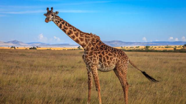 Ilustrasi jerapah (iStock)