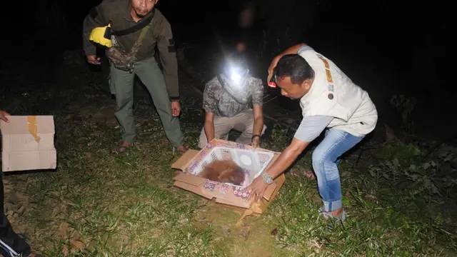 Anakan orang utan sumatra bernama Hope