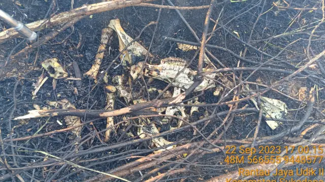 Tulang belulang satwa yang terbakar di lahan TNWK . Foto ( Dokumen TNWK)