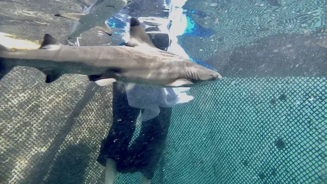 Seseorang Sedang Berenang dalam Keramba Hiu