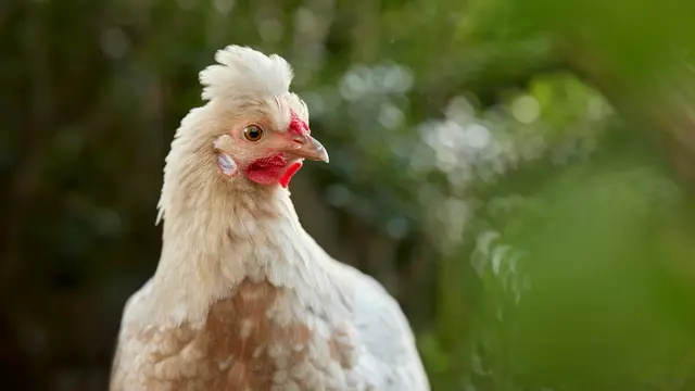 Ayam Sultan dari Turki