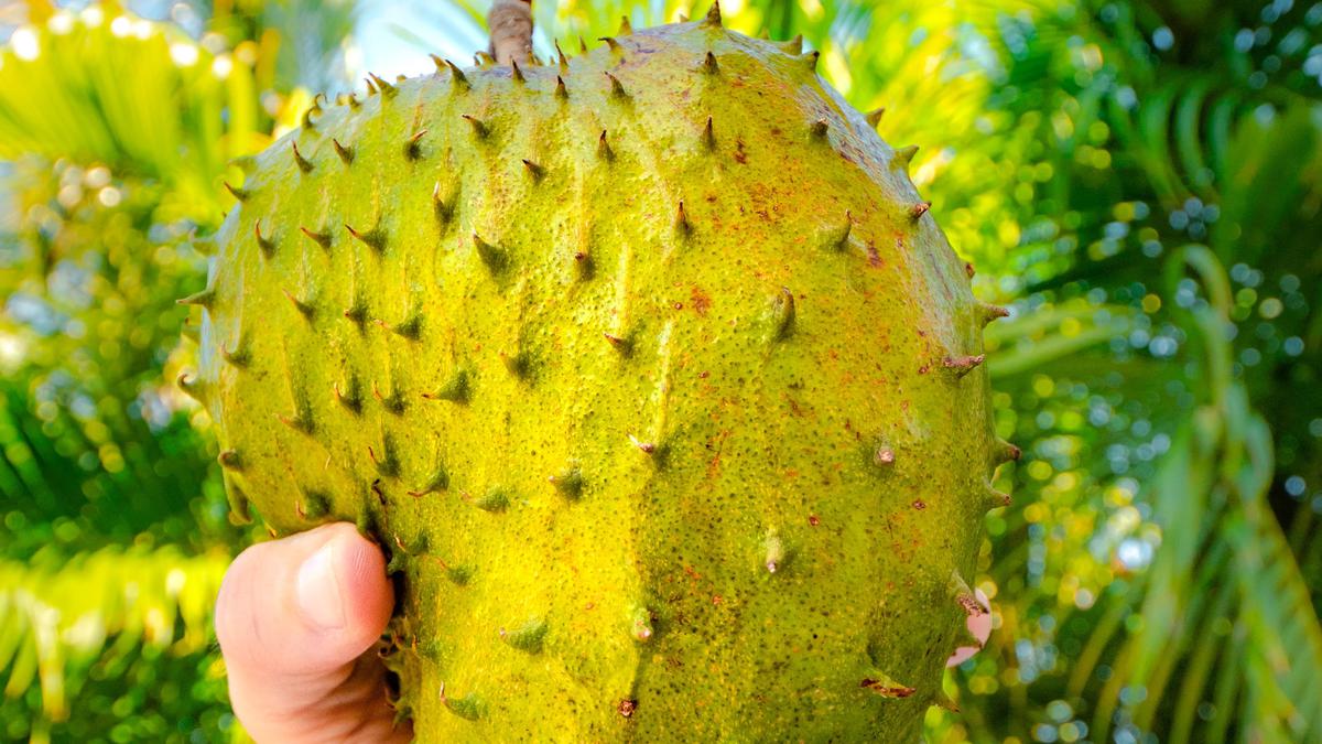 Manfaat Buah Sirsak untuk Kesehatan - Ragam Bola.com