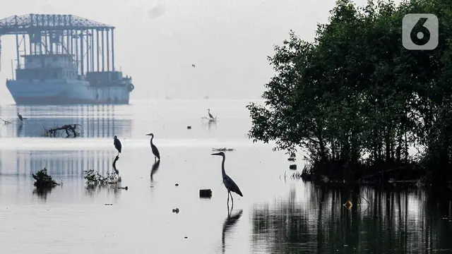 Mengamati Burung Migrasi di Perairan Hutan Lindung Angke Kapuk