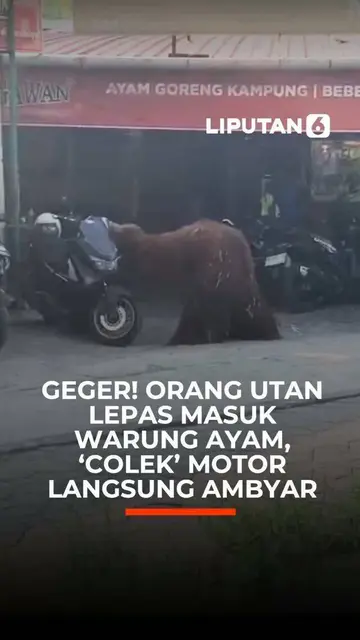 Geger! Orang Utan Lepas Masuk Warung Ayam, 'Colek' Motor Langsung Ambyar