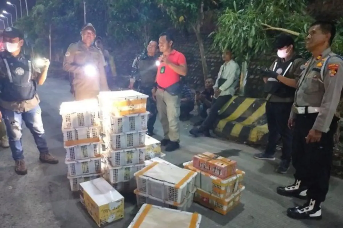 Petugas gabungan berhasil menggagalkan penyelundupan ribuan ekor burung liar di Pelabuhan Bakauheni. Foto : (Istimewa)
