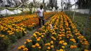 Pegulat Meksiko "Ciclonico" menggunakan topeng agar tidak teridentifikasi saat menyirami bunga marigold di Xochimilco, Mexico City, Rabu (14/10/2020). Panen bunga marigold yang dikenal sebagai Cempasuchil dalam bahasa Nahuatl dilakukan jauh-jauh hari sebelum Day of the Dead. (AP Photo/Marco Ugarte)