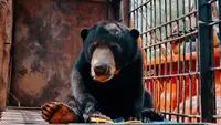 Serangan Beringas Beruang Madu Sebabkan Warga Pingsan