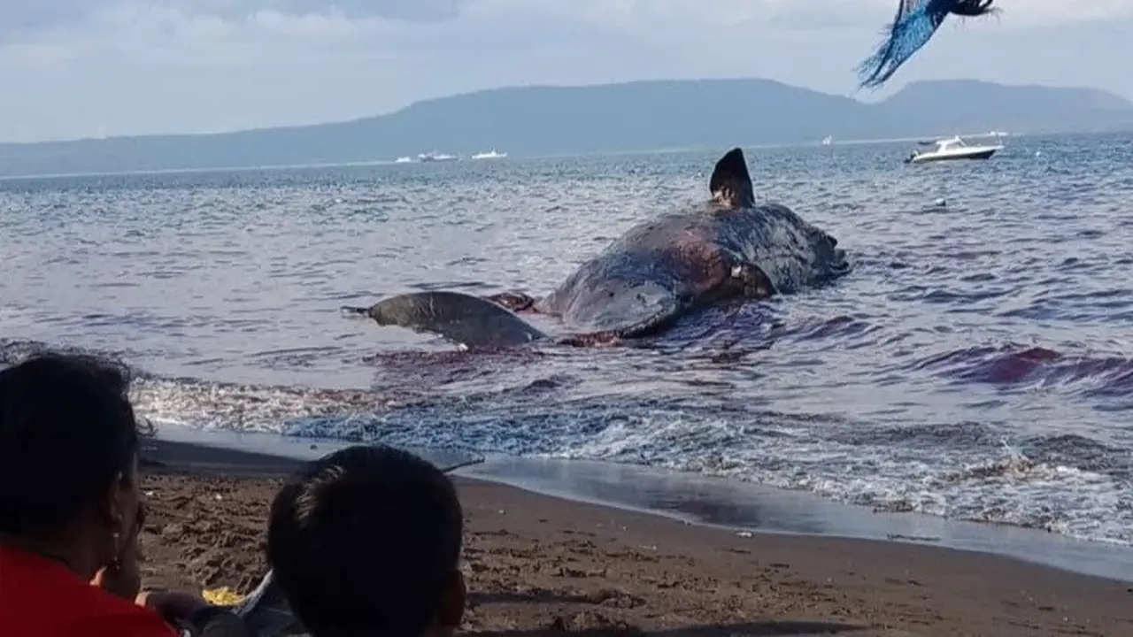 Paus Sperma yang mati di perairan Bulusan Banyuwangi mulai membusuk (Hermawan Arifianto/Liputan6.com)