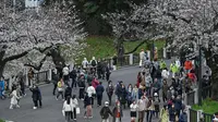 Prakiraan Tanggal Mekar Bunga Sakura di Berbagai Kota di Jepang, Dimulai dari Tokyo