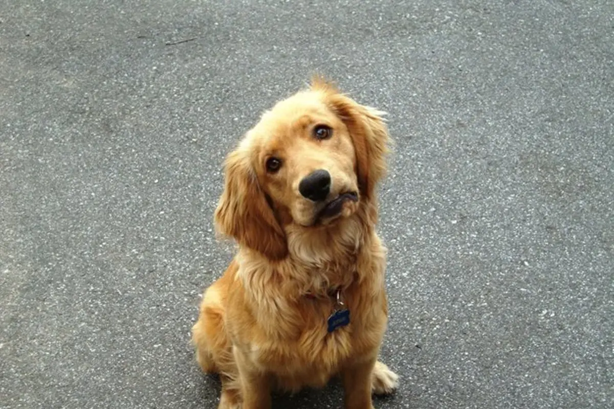 Anjing Golden Retriever