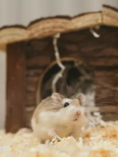 Hamster/copyright Pexels.com