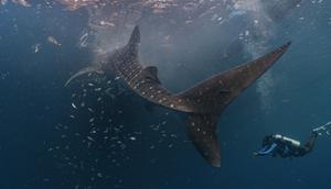 PT Pertamina International Shipping (PIS) memantapkan komitmennya dalam upaya konservasi populasi hiu paus (Rhincodon typus) di Indonesia melalui keberhasilannya dalam menandai (tagging) 4 ekor hiu paus di perairan Kepulauan Derawan, Kalimantan Timur.