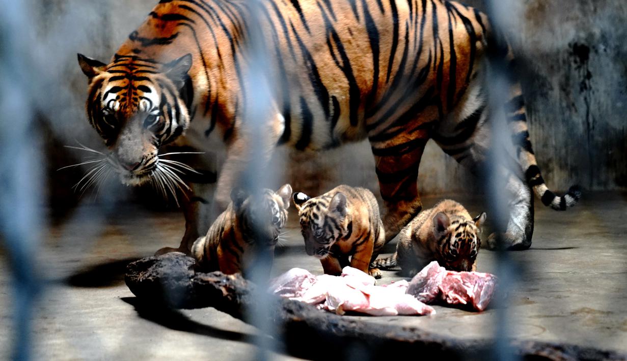 Anak-anak harimau China Selatan terlihat bersama induk mereka di Kebun Binatang Shanghai di Shanghai, China timur (28/8/2020). Kebun Binatang Shanghai meluncurkan kampanye publik untuk memberikan nama kepada keempat anak harimau betina yang lahir pada 4 Juli 2020 tersebut. (Xinhua/Zhang Jiansong)