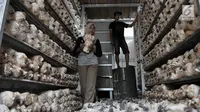 Petani saat memanen jamur tiram di kawasan Pulo Kambing, Jakarta, Rabu (26/12). Rumah jamur yang dibangun swadaya oleh Petani Kerabat Pulo Kambing (PKPK) ini mampu menampung sekitar 1.500 bag log (bibit jamur). (Merdeka.com/Iqbal S. Nugroho)