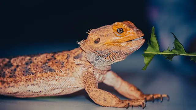 Bearded Dragon