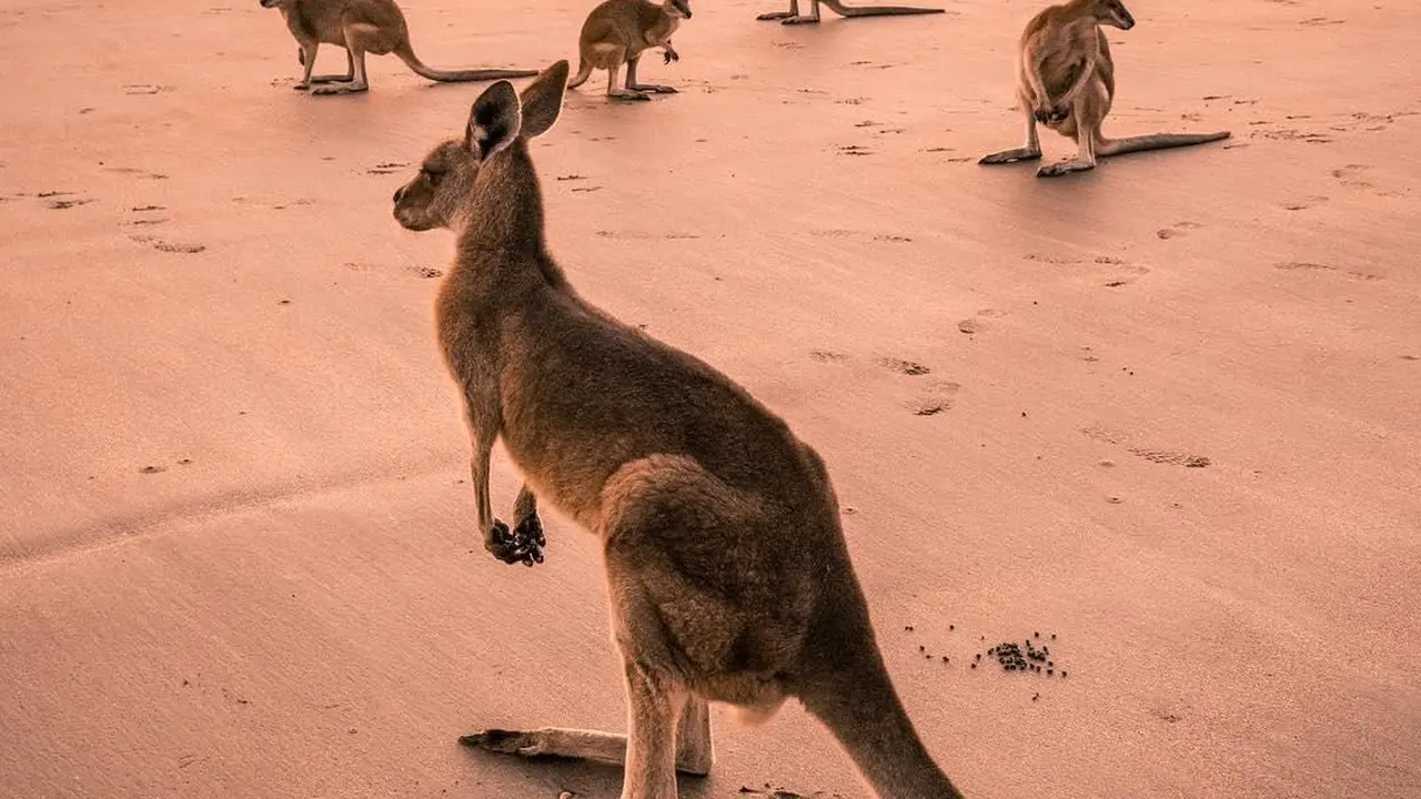 BCA Australia Travel Fair 2019