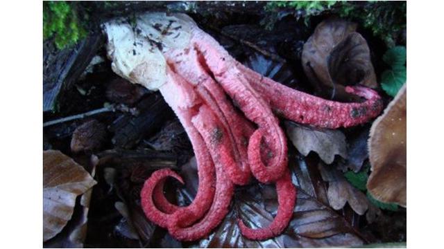 6 Bentuk Jamur Paling Unik di Dunia, Ada yang Mirip Daging Sapi