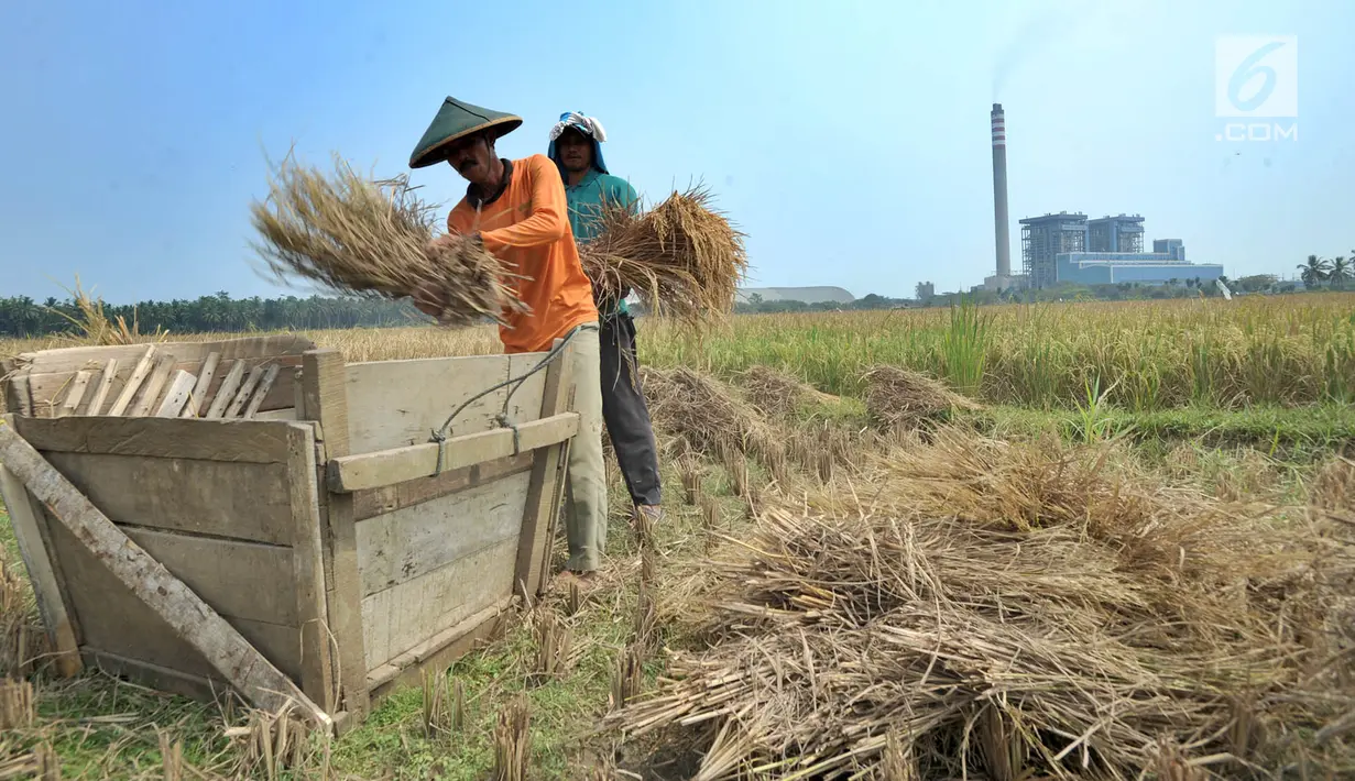 Petani memisahkan bulir padi dari tangkainya saat panen di sawah yang terletak di belakang PLTU Labuan, Pandeglang, Banten, Minggu (4/8/2019). Musim kemarau menyebabkan harga gabah di tingkat petani mengalami kenaikan dari Rp 3.600 menjdi Rp 4.300 per kilogram. (merdeka.com/Arie Basuki)